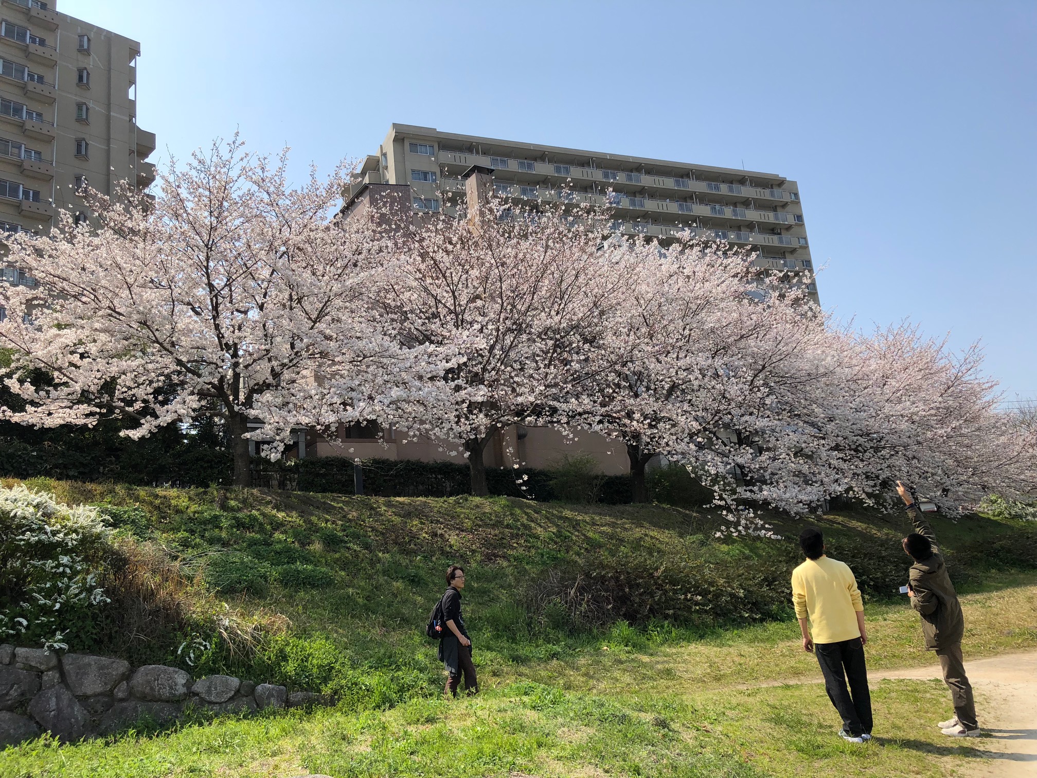 桜と少年